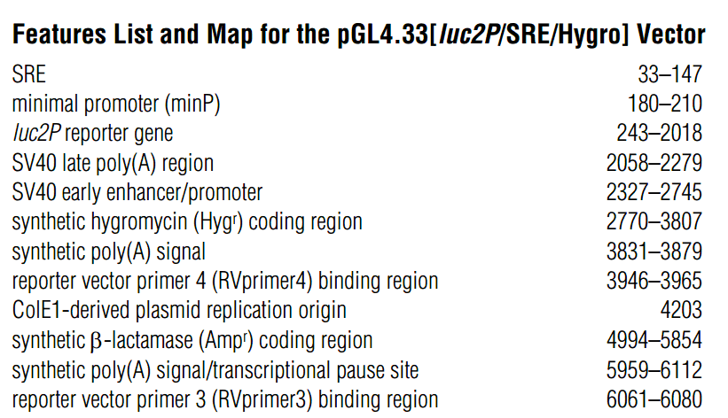 pGL4.33 载体特征